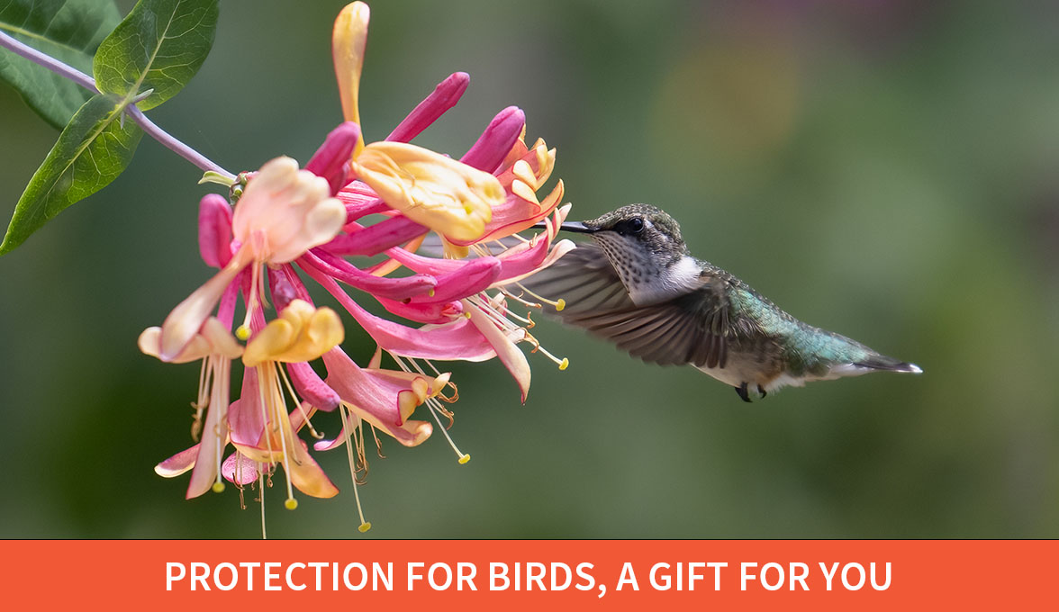 Vulnerable birds are at risk; Ruby-throated Hummingbird