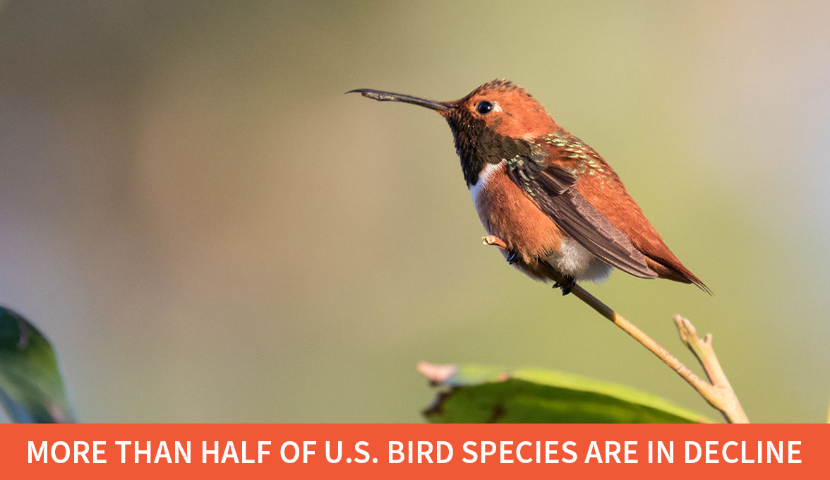 Rufous Hummingbird.