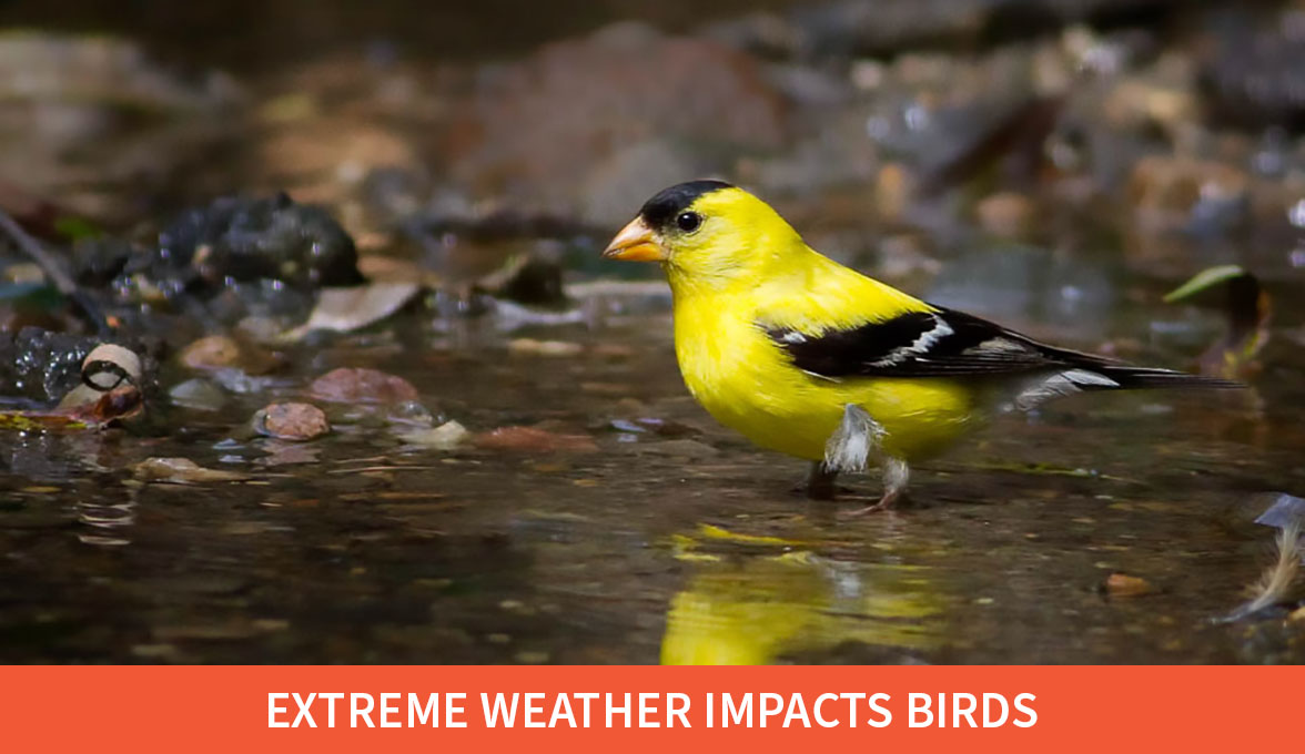 Extreme weather impacts birds; American Goldfinch;