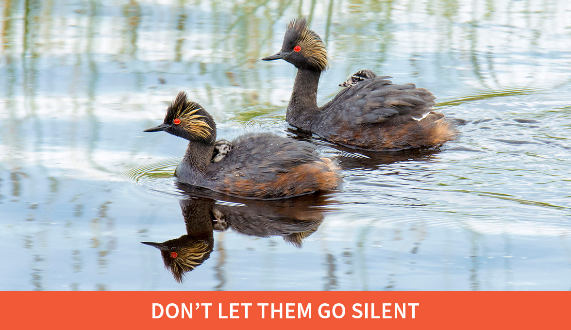 Don't let them go silent; Eared Grebes