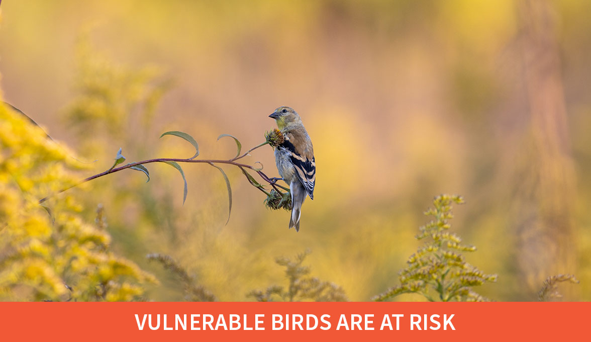 Vulnerable birds are at risk; American Goldfinch.