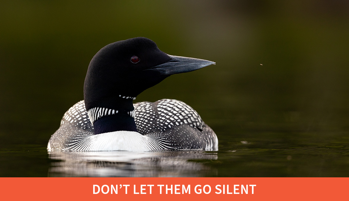 Don't let them go silent; Common Loon.