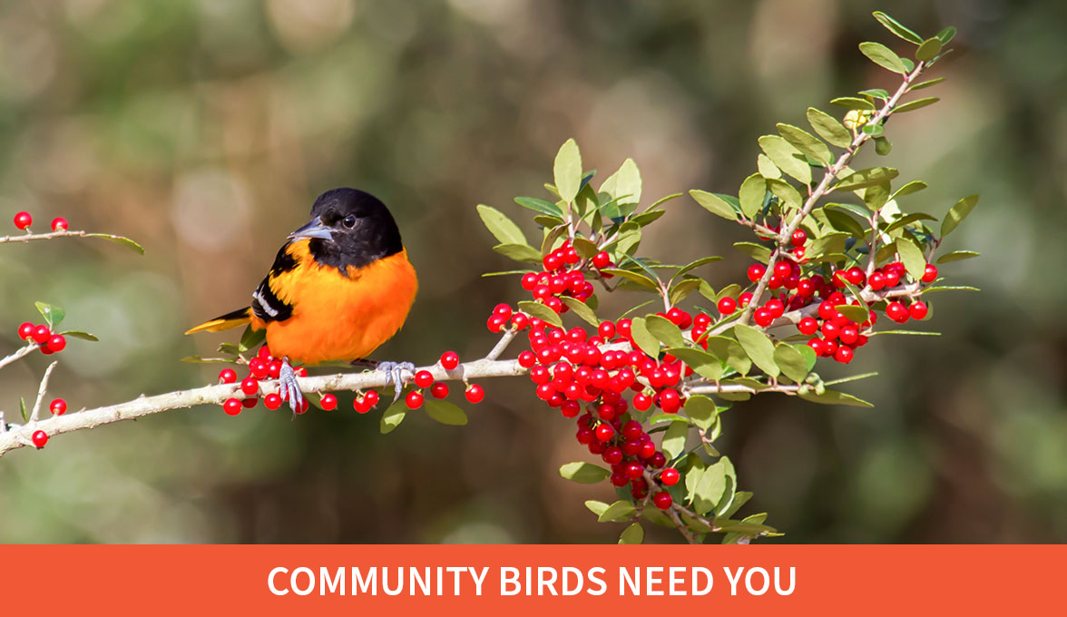 Community Birds Need You; Baltimore Oriole.