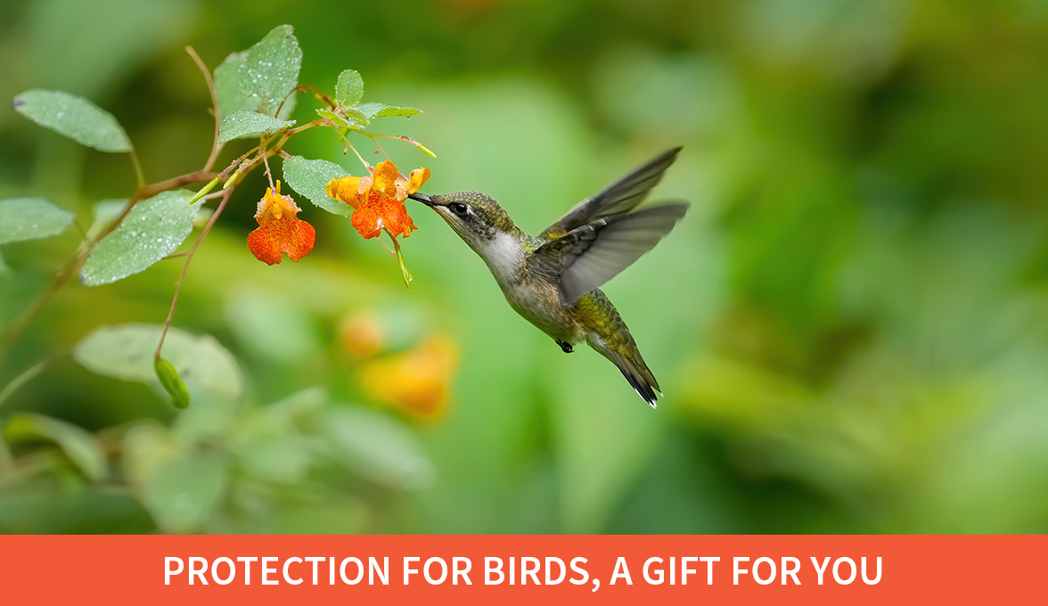 Vulnerable birds are at risk; Ruby-throated Hummingbird