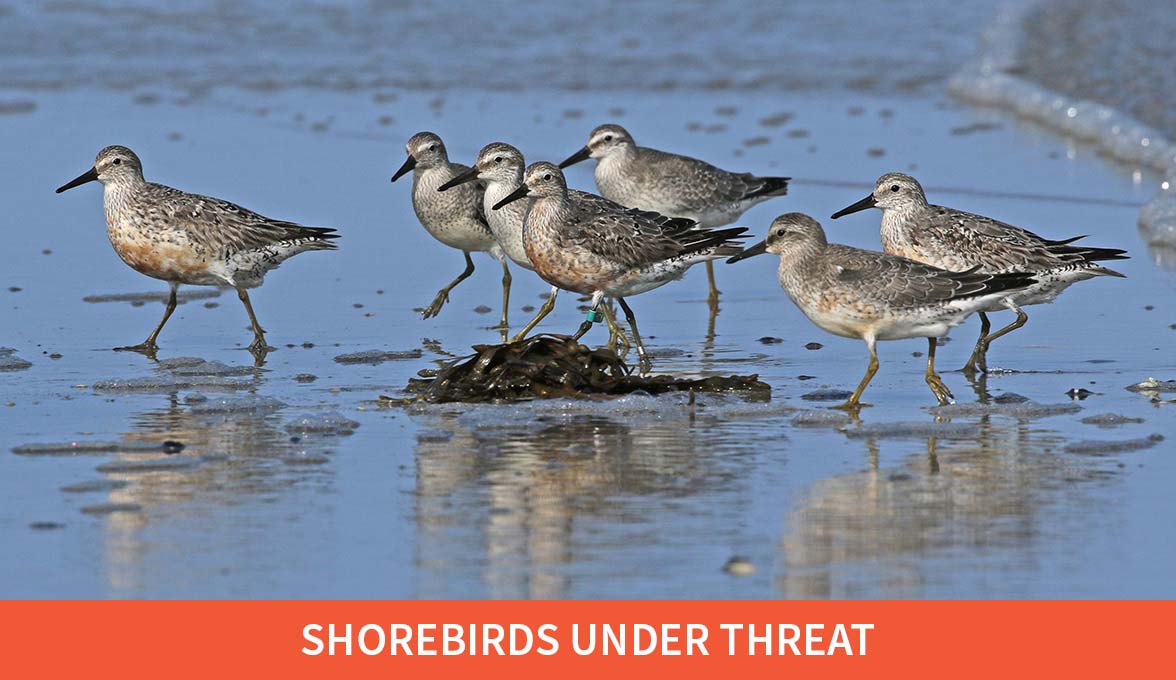 Red Knots.