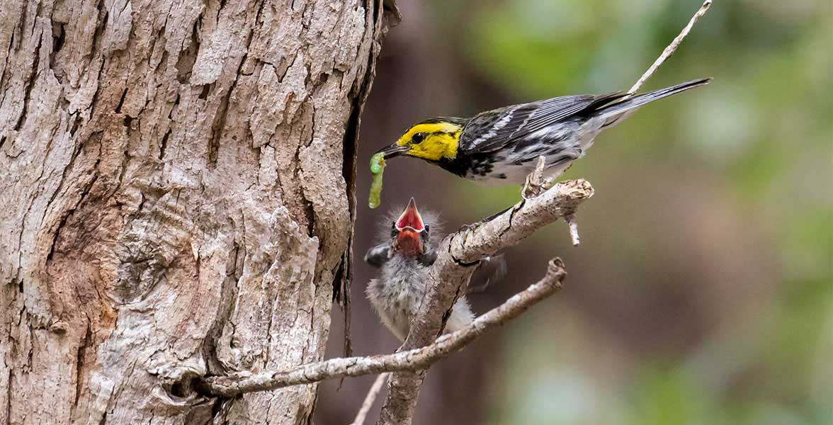 Golden-cheeked Warblers.