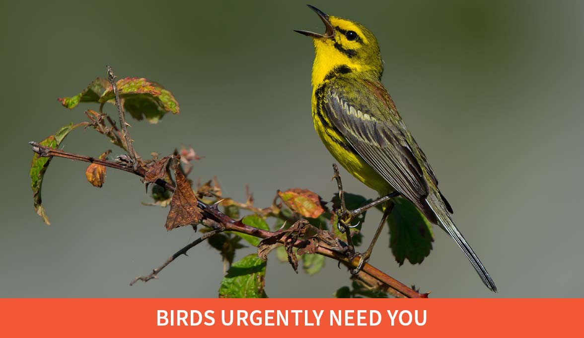 Prairie Warbler | Hero Image