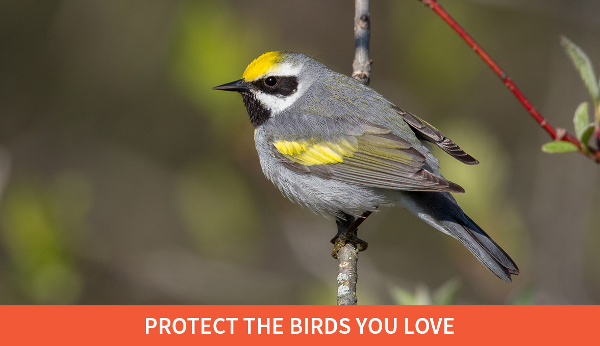 Protect the birds you love; Golden-winged Warbler