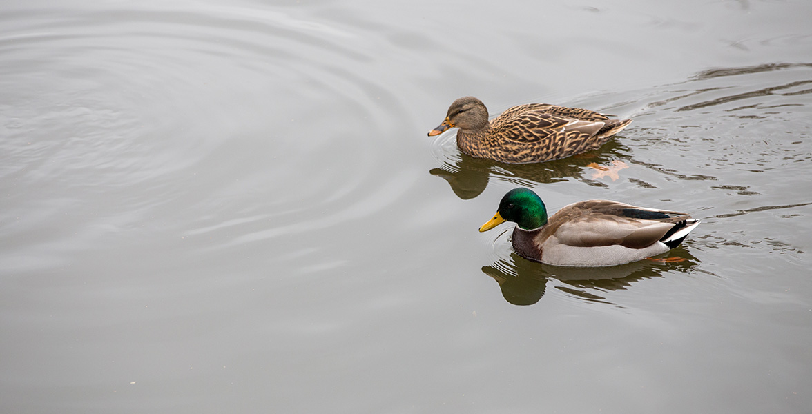 Mallards.