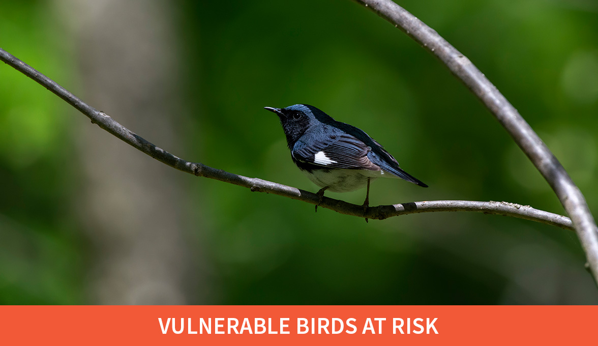 Vulnerable Birds at Risk; Black-throated Blue Warbler