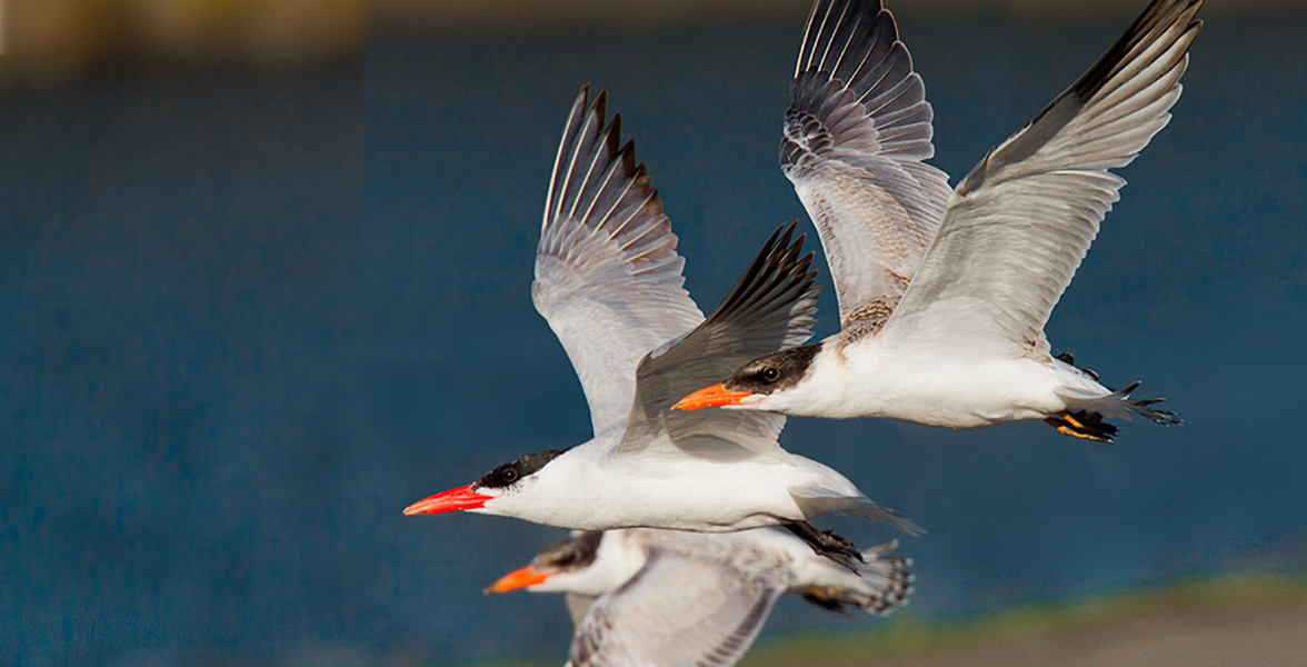 Caspian Terns.