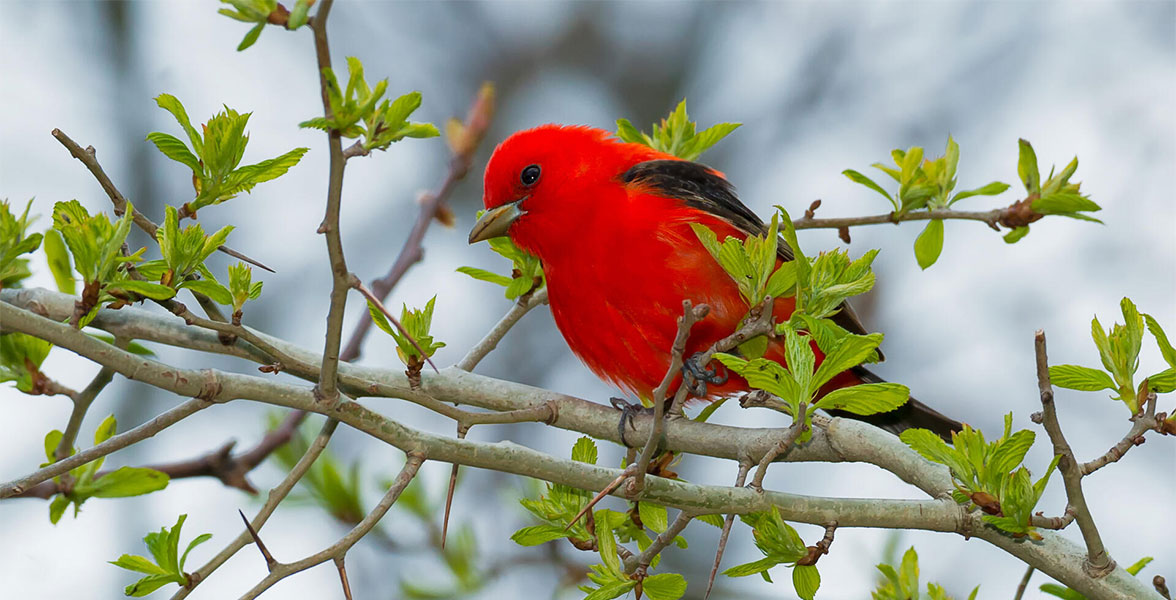 Scarlet Tanager.