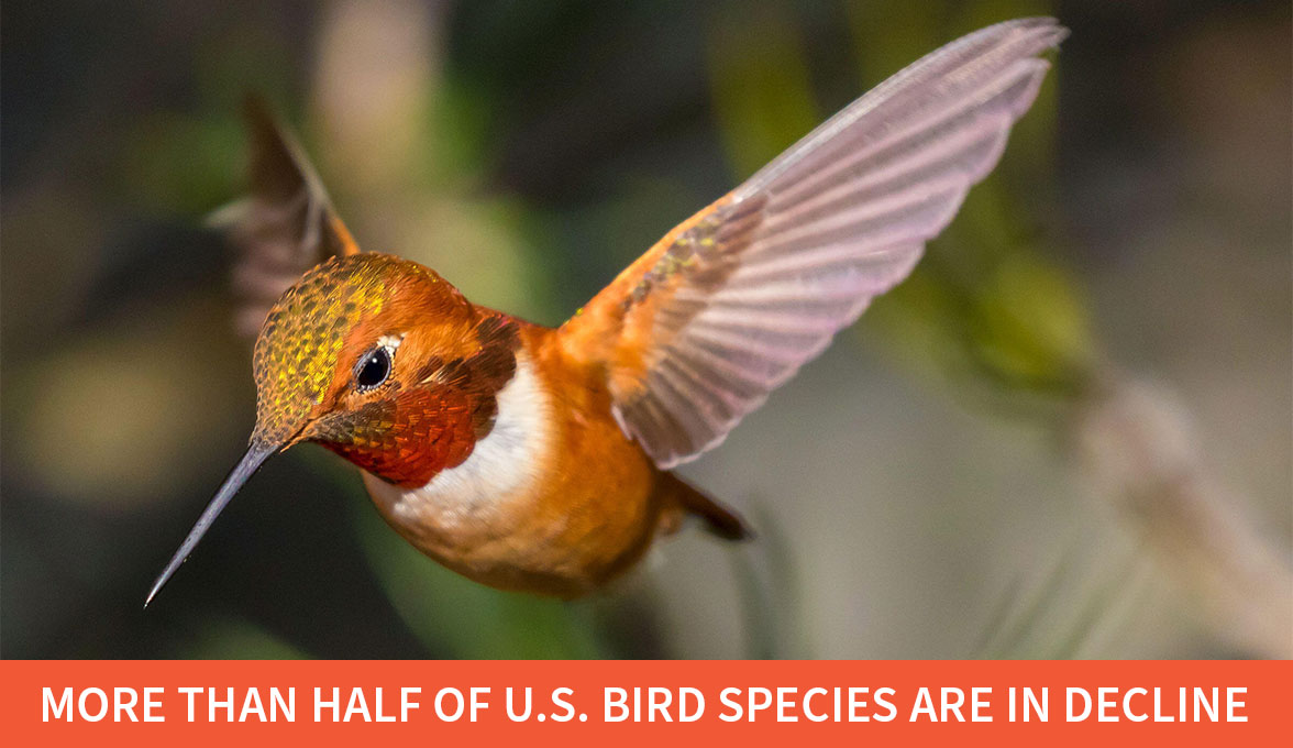 Rufous Hummingbird.