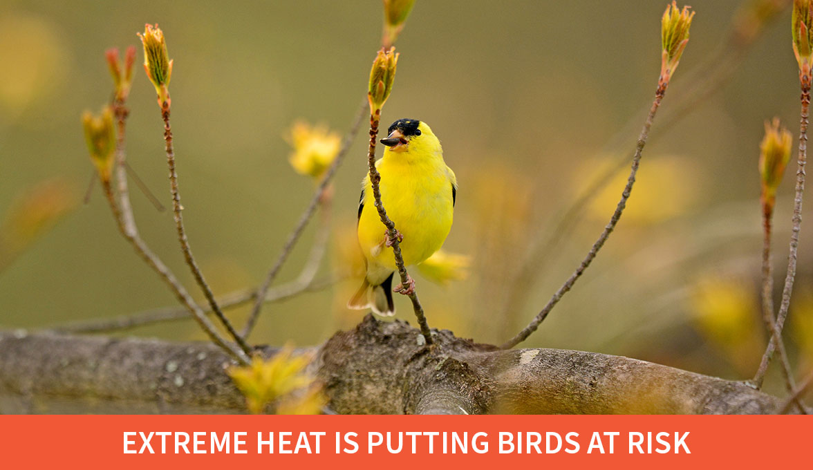 Extreme heat is putting birds at risk; American Goldfinch.