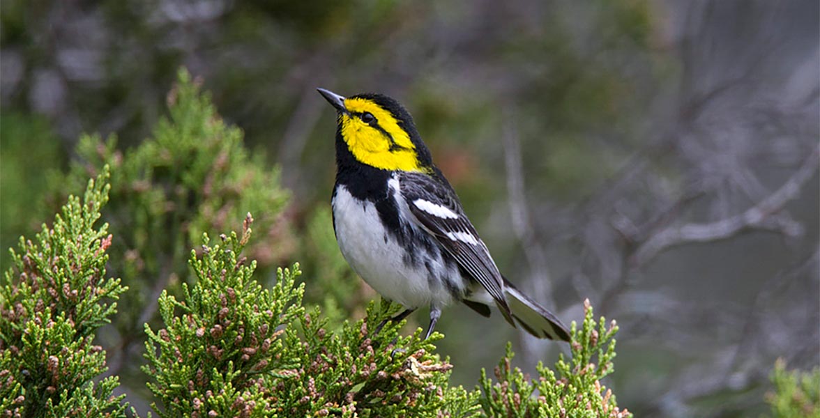 Golden-cheeked Warbler.