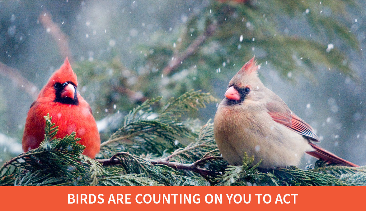 Northern Cardinals.