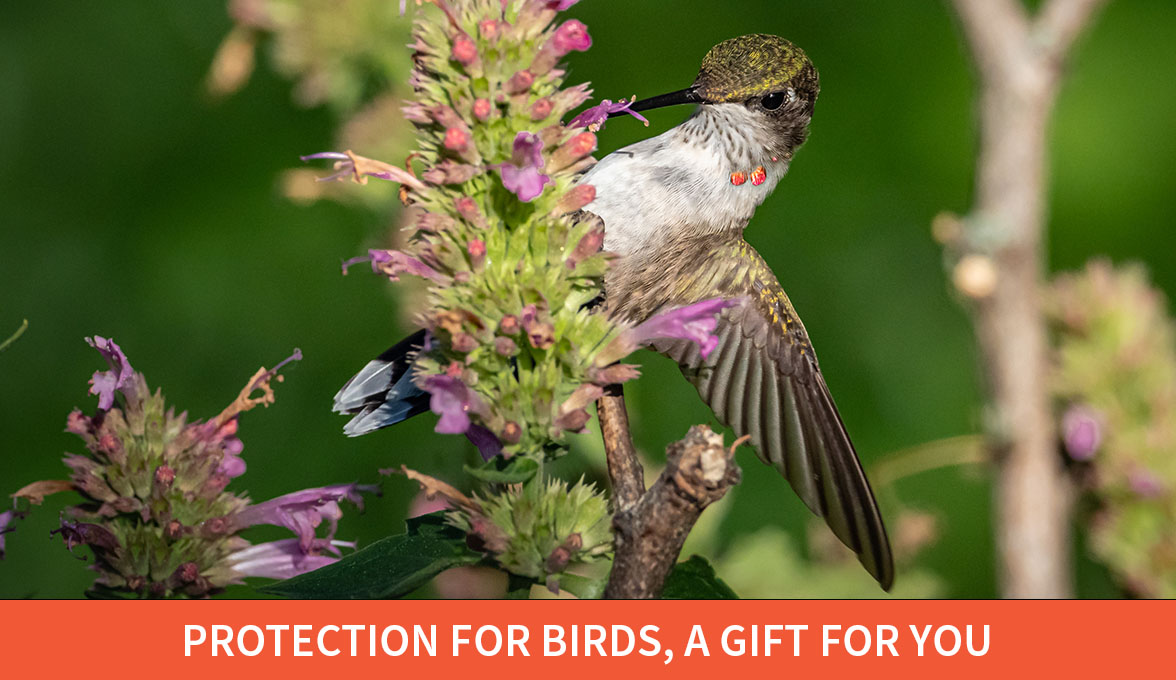 Vulnerable birds are at risk; Ruby-throated Hummingbird