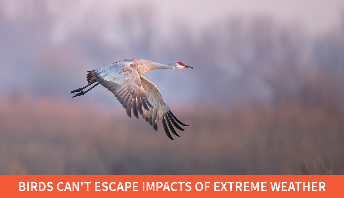 Sandhill Crane.