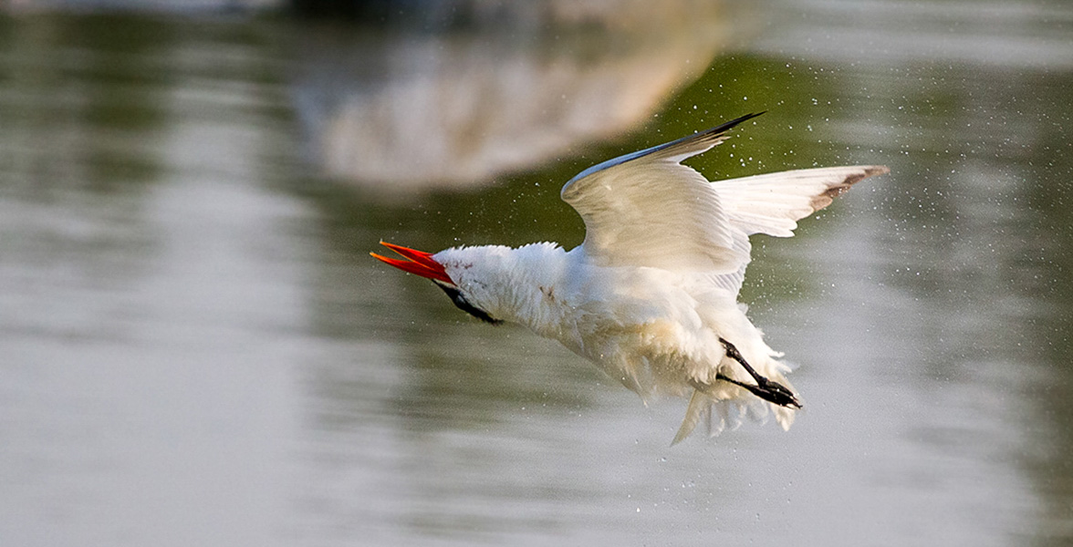 Caspian Tern.