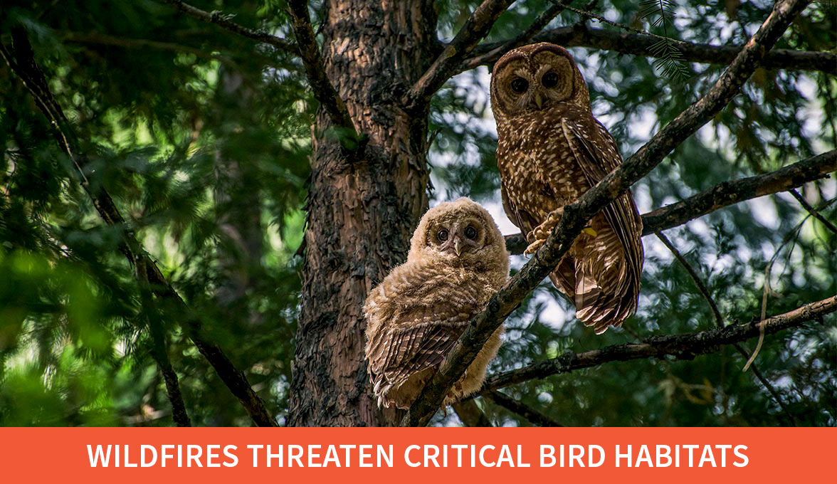 California Spotted Owls.