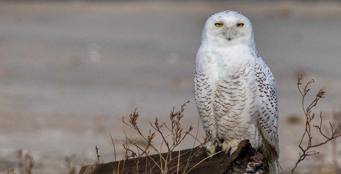 Snowy Owl.