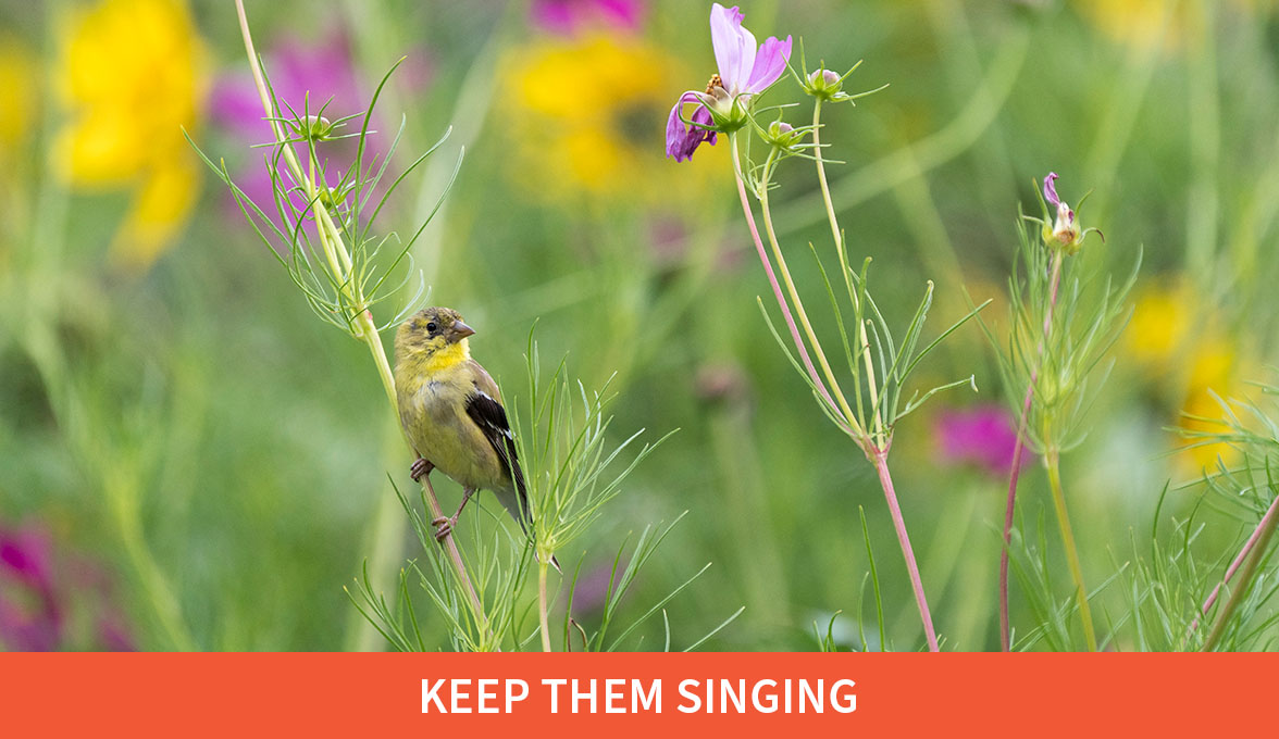 Keep them singing; American Goldfinch