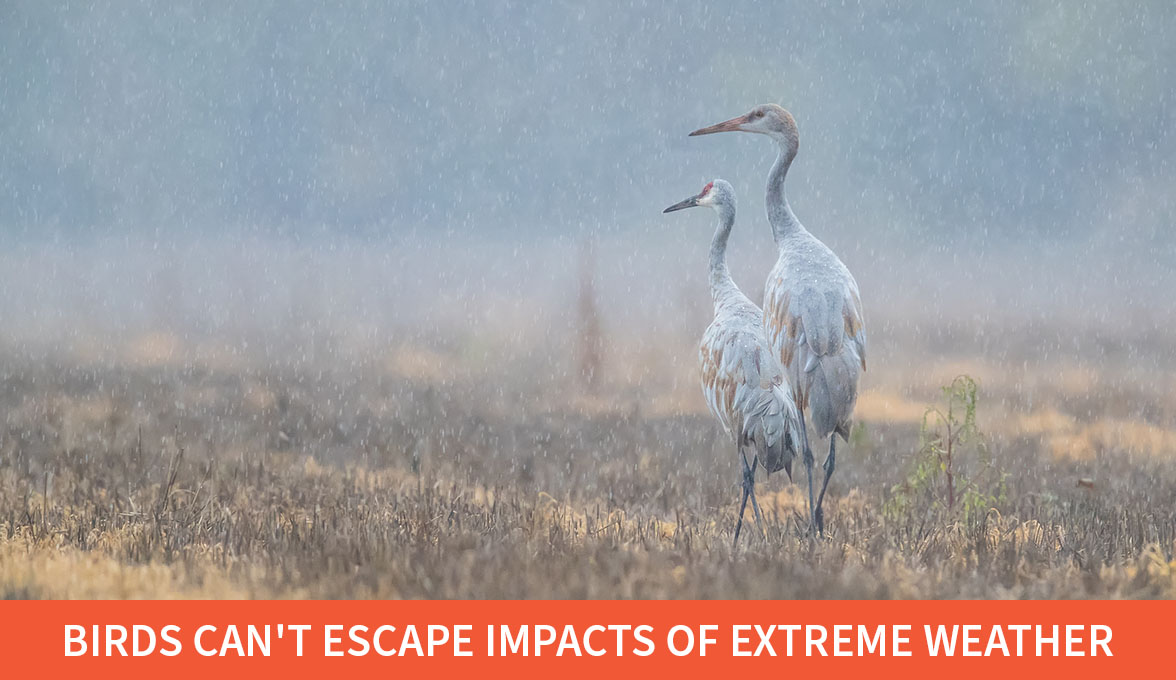 sandhill cranes.