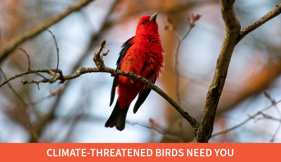 Climate Threatened Birds Need You.