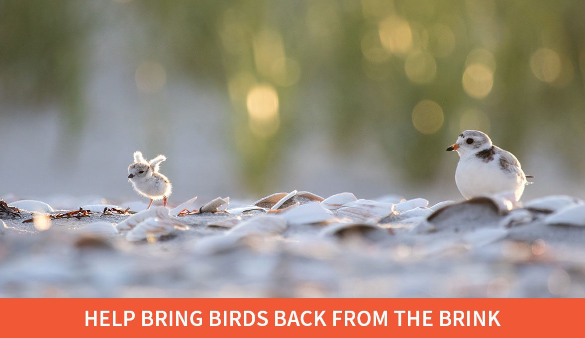 Help Bring Birds Back From The Brink; Piping Plover.