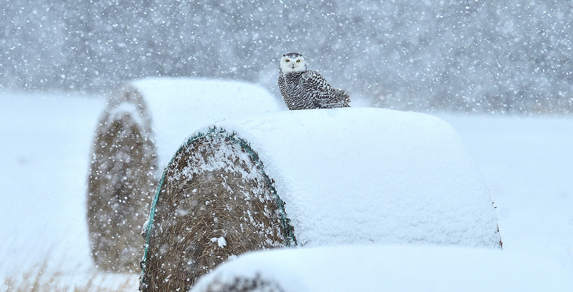 Snowy Owl.