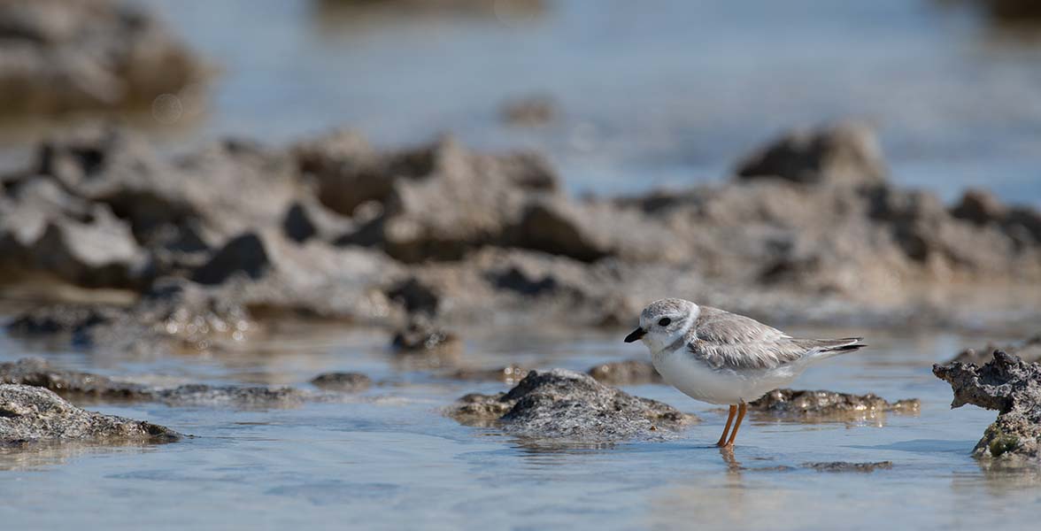 Piping Plover. | hero image