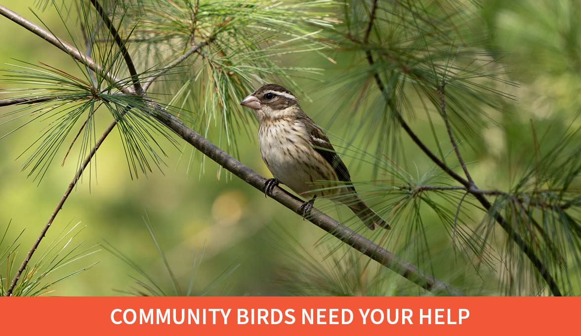 Community Birds Need Your Help; Rose-breasted Grosbeak