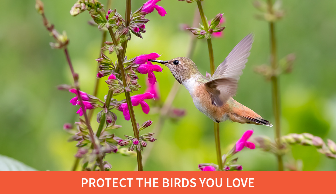 Protect the birds you love; Rufous Hummingbird