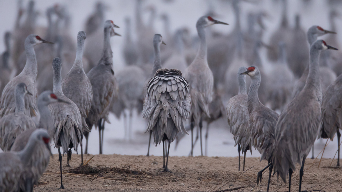 Sandhill Cranes.