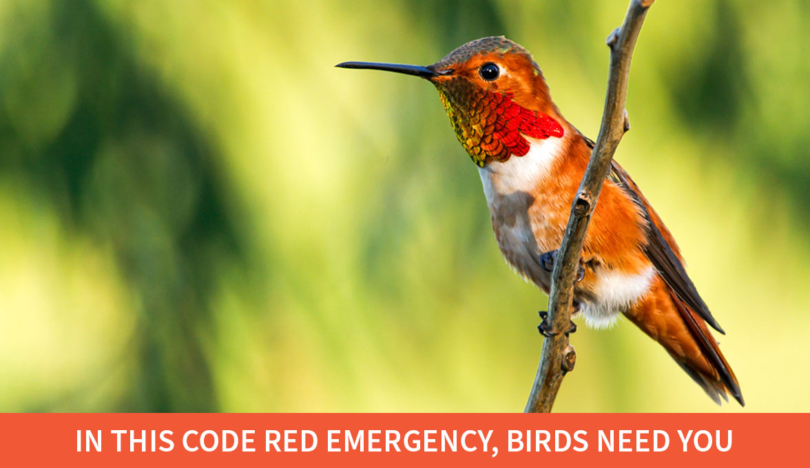 In this code red emergency, birds need you; Allen's Hummingbird.