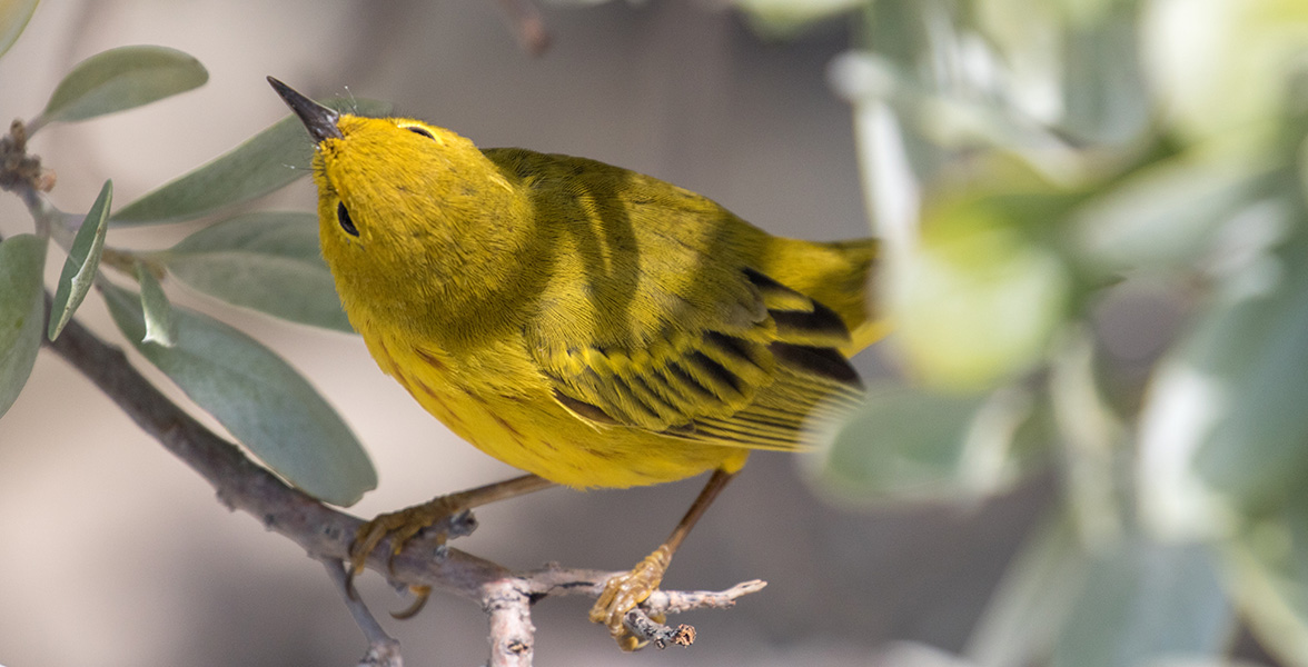 Yellow Warbler.