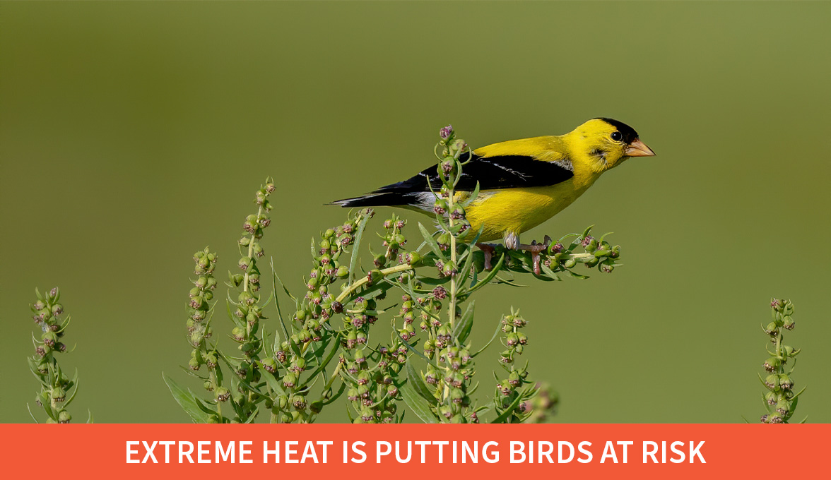 Extreme heat is putting birds at risk; American Goldfinch.