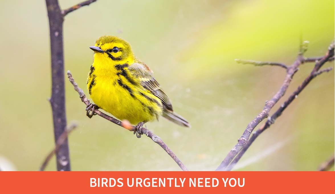 Prairie Warbler with caption 'Birds Urgently Need You'