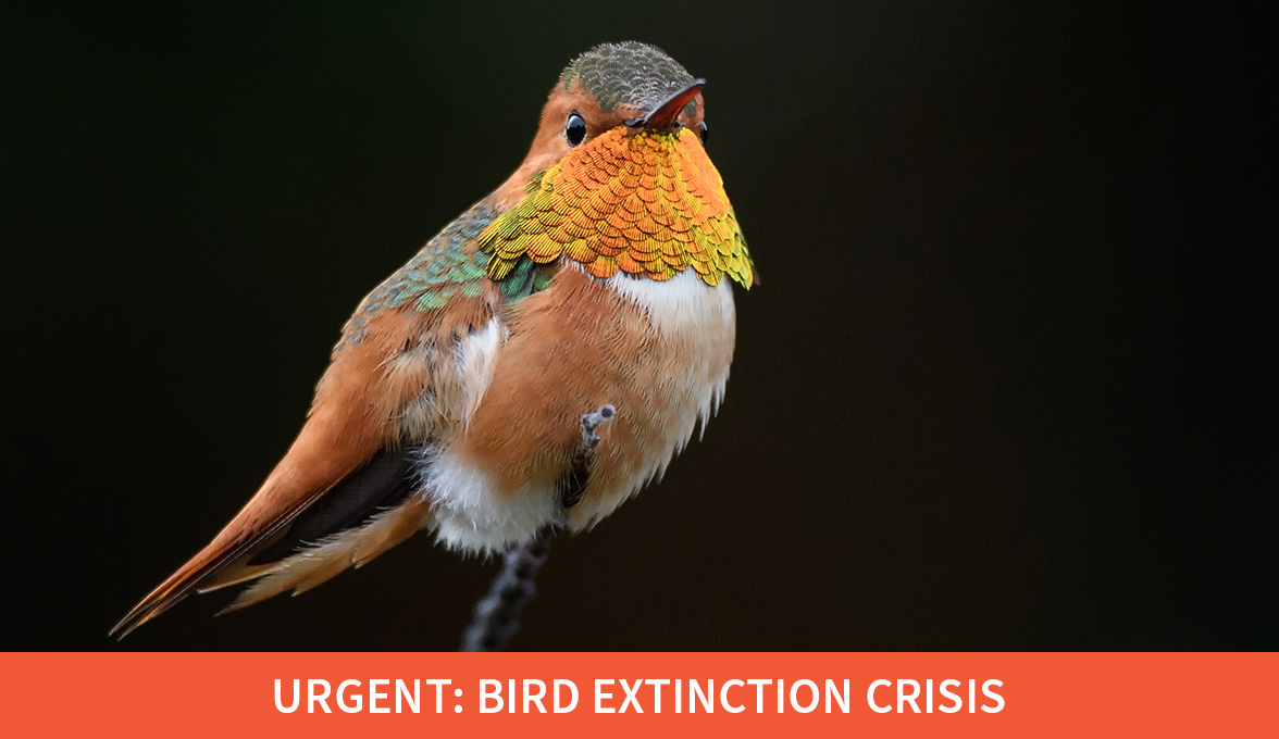 Urgent: Bird Extinction Crisis; Allen's Hummingbird