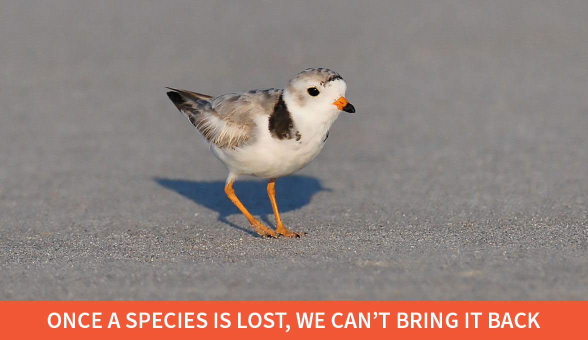 Piping Plover.