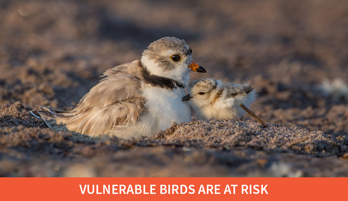 Vulnerable Birds Are at Risk; Piping Plovers