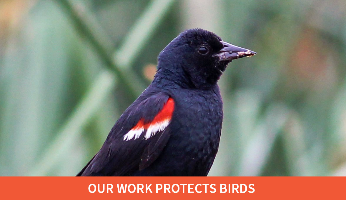 Tricolored Blackbird.