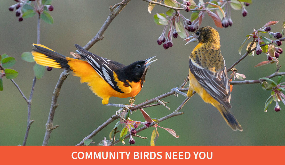 Community Birds Need You; Baltimore Oriole.