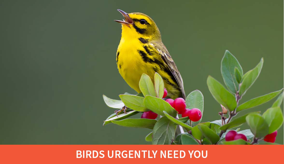 Prairie Warbler with caption "Birds Urgently Need You"