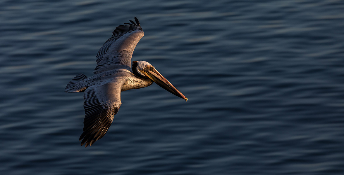 Brown Pelican. 