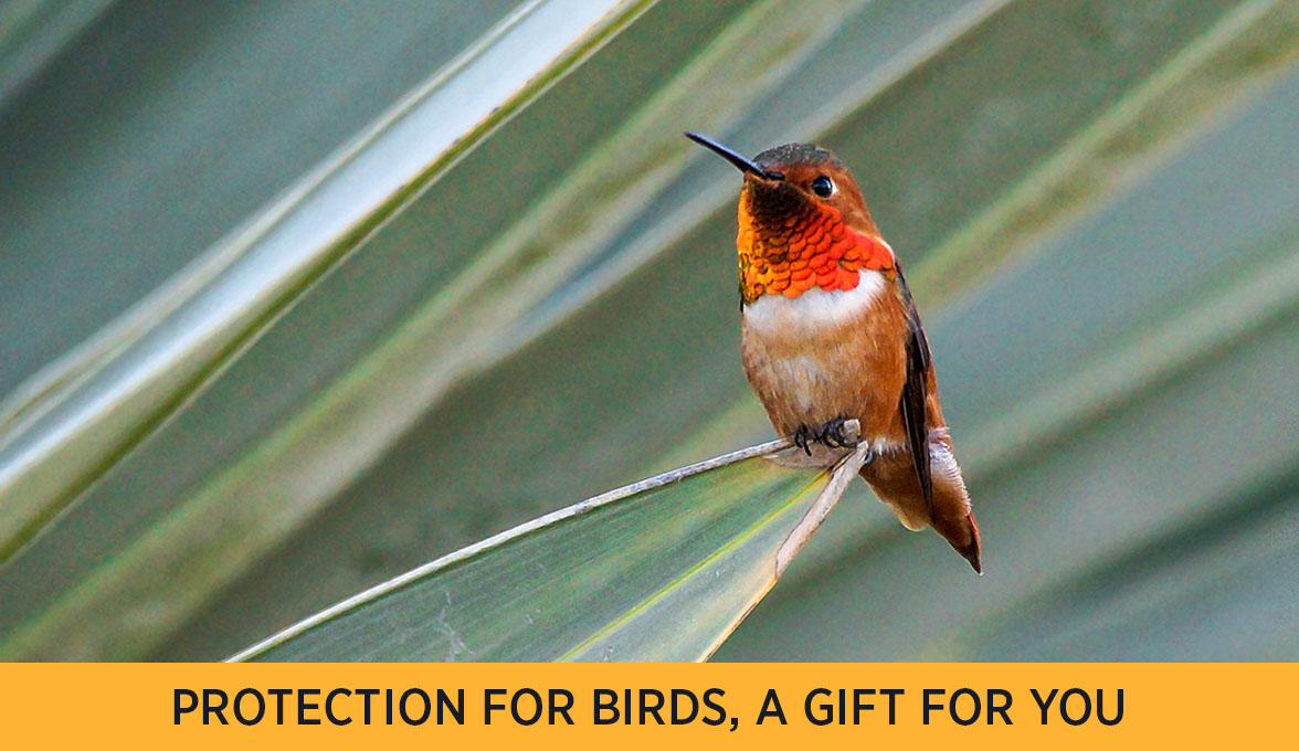 Rufous Hummingbird.