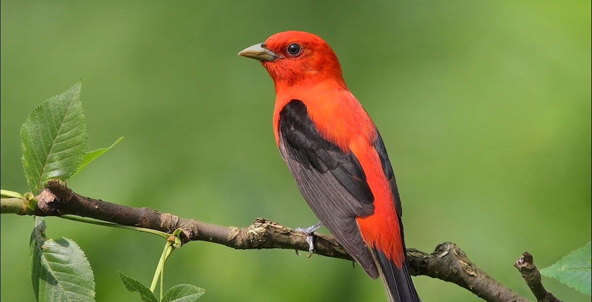 Scarlet Tanager.