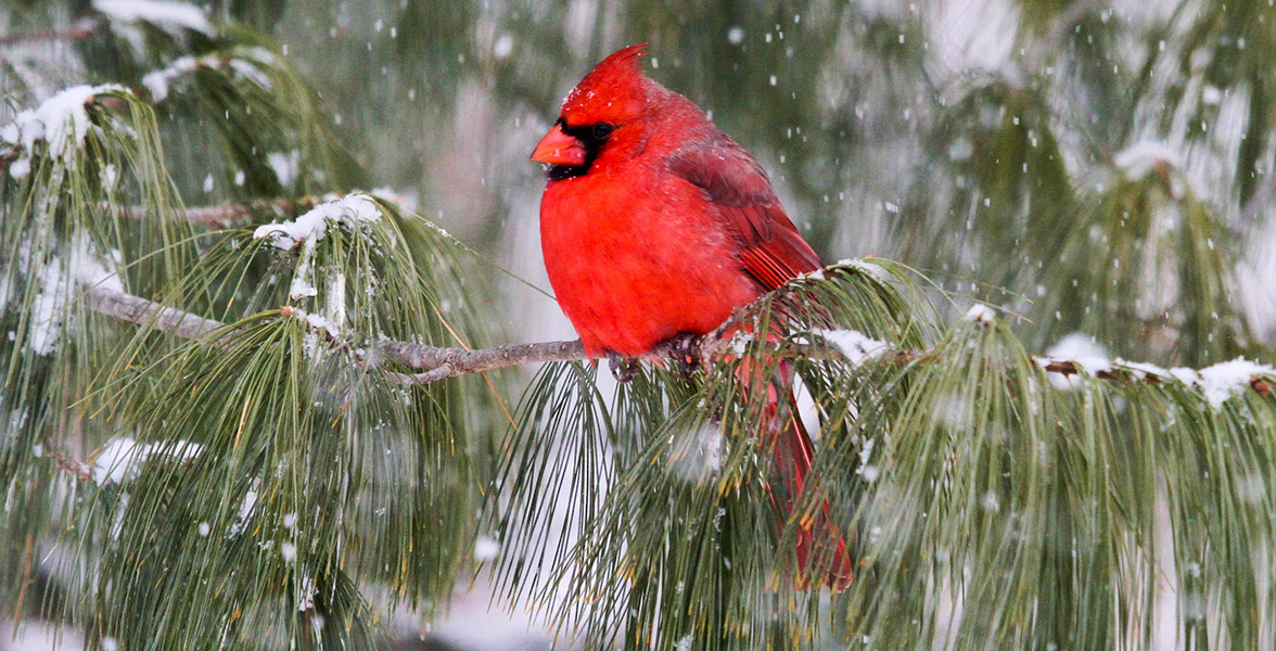 Northern Cardinal.