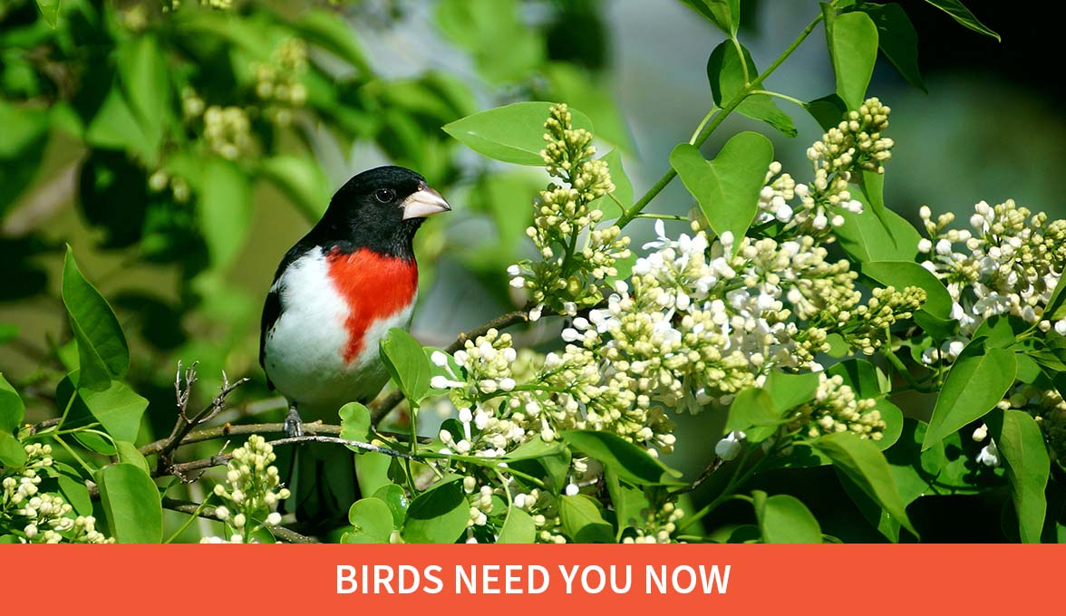 Rose-breasted Grosbeak.