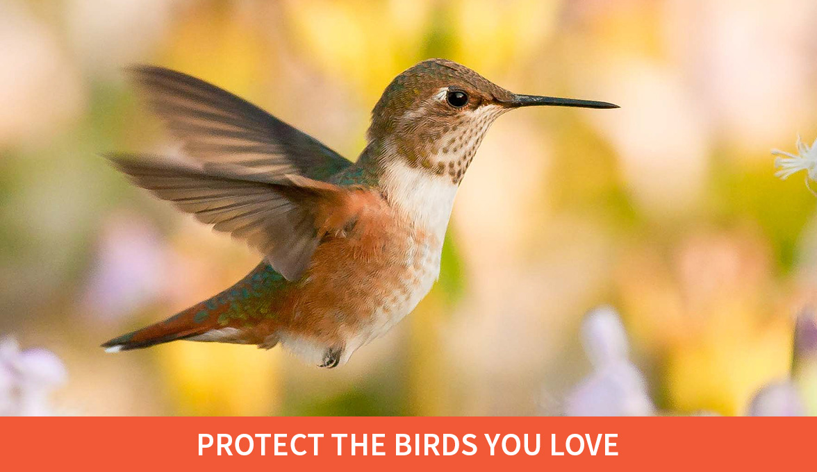 Protect the birds you love; Rufous Hummingbird